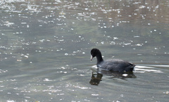 Fulica americana americana