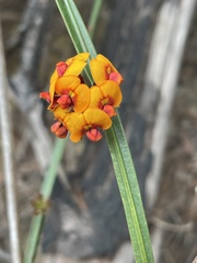 Daviesia alata