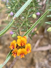 Daviesia alata