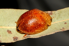 Paropsisterna cloelia