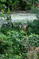 Myiozetetes similis