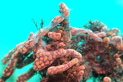Botrylloides perspicuus