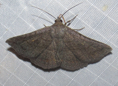 Lesmone griseipennis