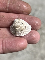 Chione elevata