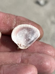 Chione elevata