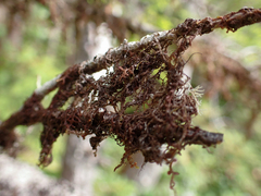 Frullania nisquallensis