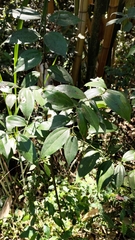Cinnamomum osmophloeum