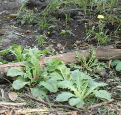 Youngia japonica