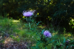 Cirsium discolor