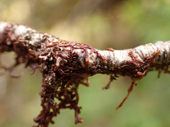 Frullania nisquallensis