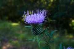 Cirsium discolor