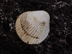 Clinocardium nuttallii