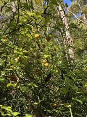 Citrus