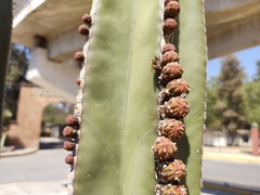 Lophocereus marginatus
