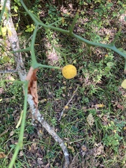 Citrus