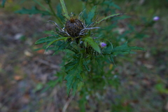Cirsium discolor