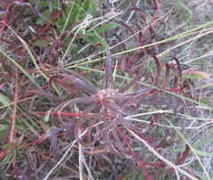 Stillingia texana