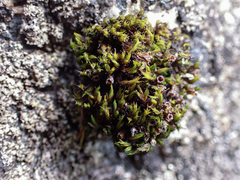 Schistidium maritimum