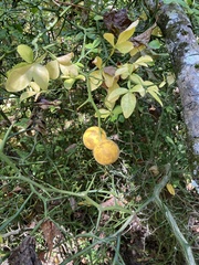 Citrus