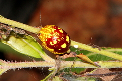 Paropsis maculata