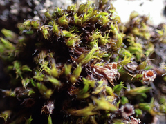 Schistidium maritimum