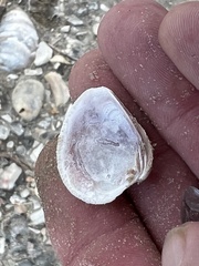 Chione elevata