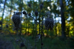Cirsium discolor