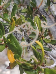 Cercocarpus ledifolius