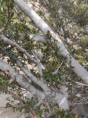 Cercocarpus ledifolius
