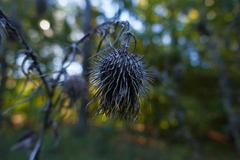 Cirsium discolor