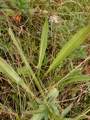 Plantago macrocarpa