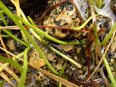 Lilaeopsis occidentalis