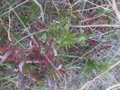 Stillingia texana
