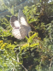 Celastrina echo gozora