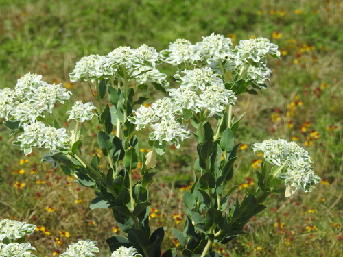 snow-on-the-mountain