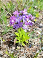 Primulaceae