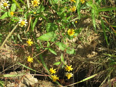 Acmella oppositifolia