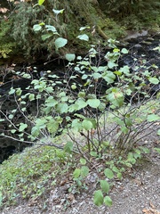 Corylus cornuta