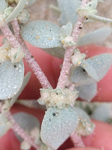 Image of Atriplex leucophylla by (c) Konshau Duman, some rights reserved (CC BY)