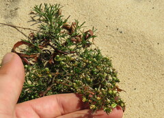 Polypremum procumbens