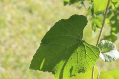Vitis cinerea