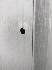 Diolcus chrysorrhoeus