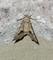 Frederickia s-signata