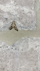 Frederickia s-signata