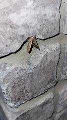 Frederickia s-signata