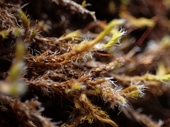 Racomitrium lanuginosum