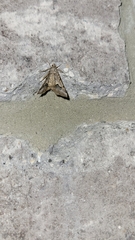 Frederickia s-signata