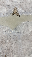 Frederickia s-signata