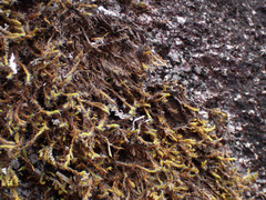 Racomitrium lanuginosum