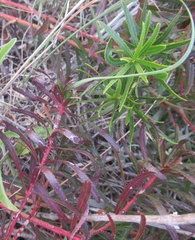Stillingia texana